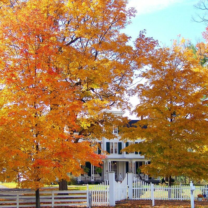 house seen through the autumnal orange leaves of nearby trees